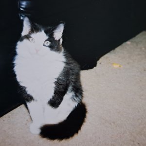 Image for 'Weird Cat'