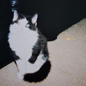 Immagine per 'Weird Cat'
