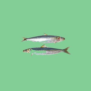 Image for 'Long Sardine x Kids'
