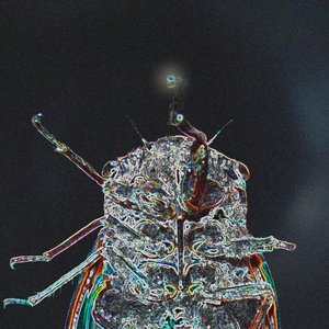 Image for 'Oscillator Bug'