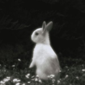 Image for 'angel'
