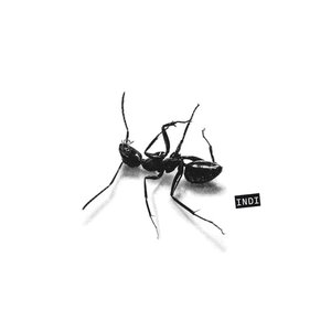 Image for 'INDI'