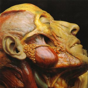 Image for 'Show-Off Cadavers: The Anatomy Of Self Display'