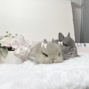 'little winters'の画像