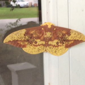 TheConfusedMoth