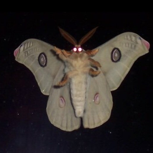 Novella07