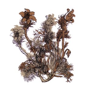 Image for 'Fresques sur les parois secrètes du crâne'