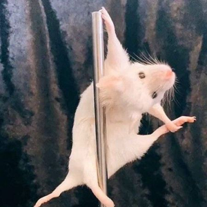 rat00lis