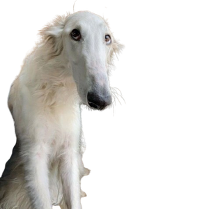 orcasy