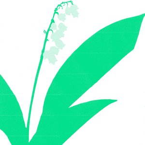 Image for 'Lily of the Valley'