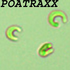 Image for 'POATRAXX'