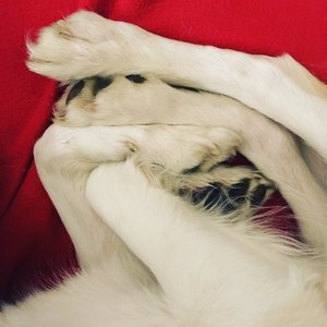 Bild för 'All Dogs Go To Heaven'