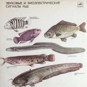 Image for 'Звуковые И Биоэлектрические Сигналы Рыб'