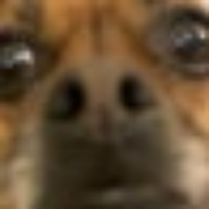 DoomMonke