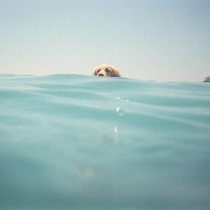 'Bul Beni'の画像