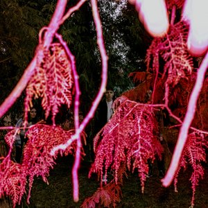 “Leeb0rn”的封面