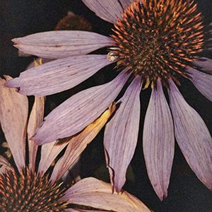 Image for 'Dust'