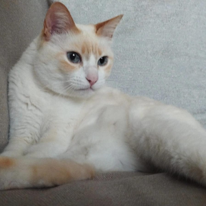 cattuscogitat