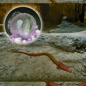 “Olm”的封面