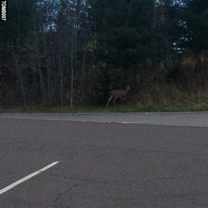 Image for 'I Went To The Woods EP'