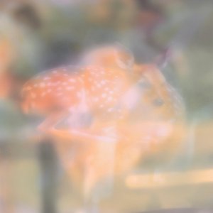 “Soft Focus”的封面