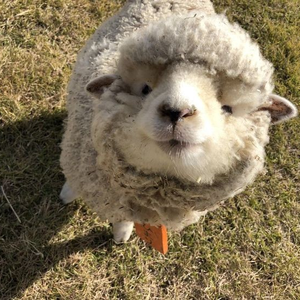 stinkycaca