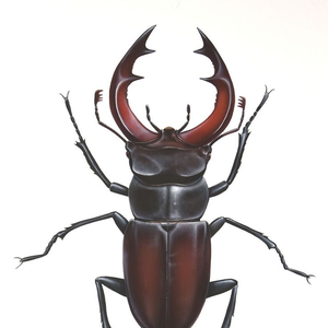 Sam_beetle