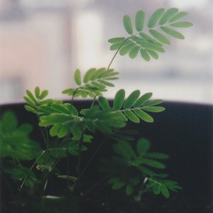 Image for 'Music For Mimosa Pudica & Codariocalyx'
