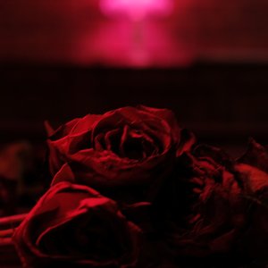 Изображение для 'Roses'