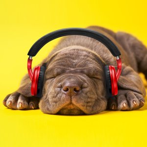 Image for 'Sleepy Dogs'