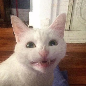 weedsockspng