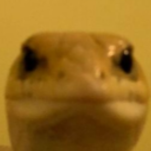 alizardguy