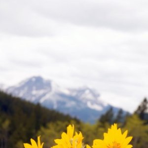 Image for 'Arnica Montana'