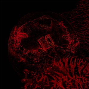 Image for 'Of Veins, Tendons And Bones'