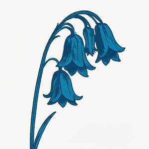 Image for 'This Is…The Bluebells'