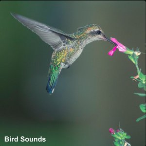 “Bird Sounds: Best Of Birds”的封面