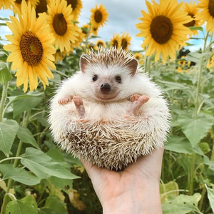 GekkeJoep