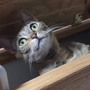 excellentcat13