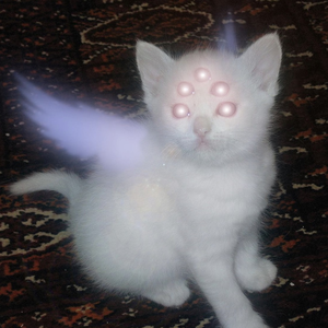 dooojdik