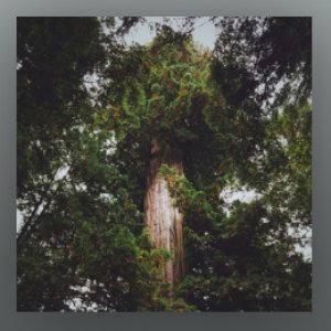 Image for 'deep forest'