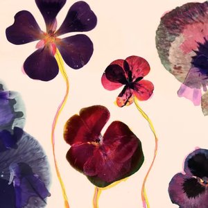 Image for 'Flowers'