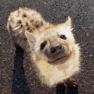 Mwiish