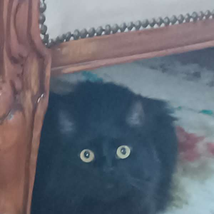 Wolfjinx