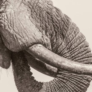 Image for 'World Elephant Day'