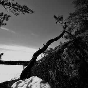 Image for 'Ancient Boreal Forest'