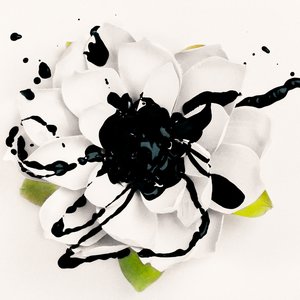 Image for 'White Lotus'