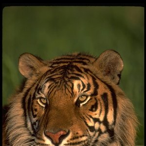Image for 'Blaze Tiger'