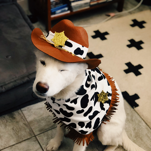agentscvlly