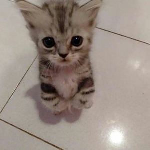 bubupipi