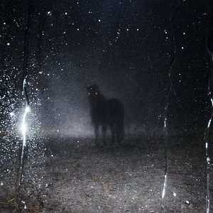 Image for 'STALLION'